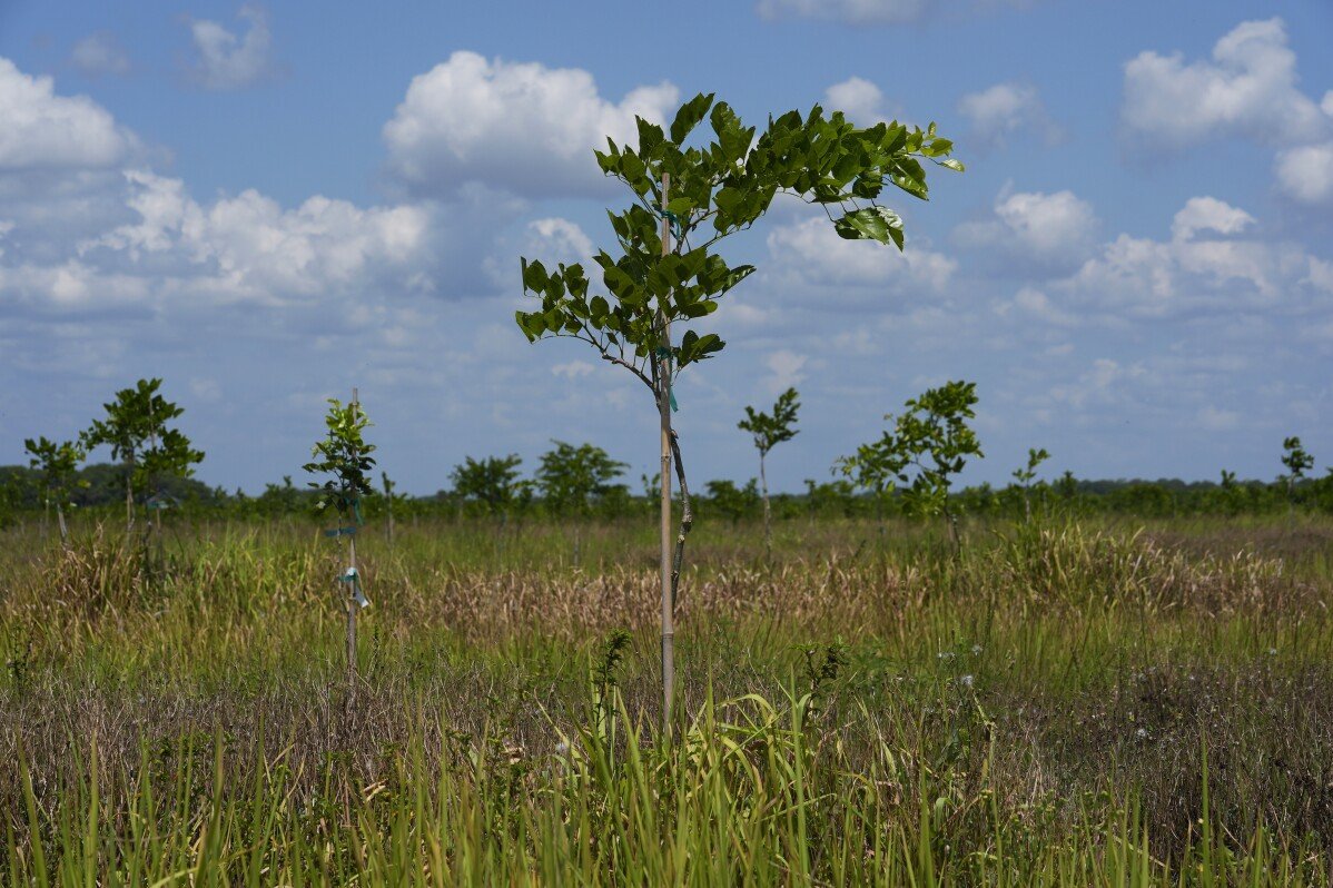 Gli alberi di Pongamia crescono dove un tempo fioriva il citrus, offrendo energia rinnovabile e proteine vegetali